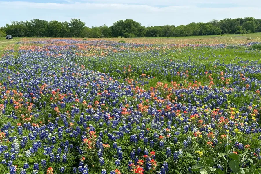 View of the property during bluebonnet season