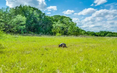 Unimproved Land For Sale in Erath County , TBD County Road 175, Stephenville, Texas 76401, 0, 0, Garage spaces, 0 Sqft, built in 0, Price $1,411,346, mls#20285781, Real Estate Agent in Stephenville, Homes For Sale in Erath county, Homes For Sale in Stephenville, Realtor in Stephenville Texas, Real Estate Brokerage Independent Realty Texas, Luminita Cordes Realtor