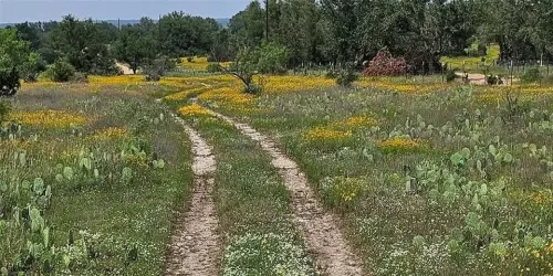 View of tree filled area with a view of rural / pastoral area