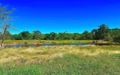 Unimproved Land For Sale in Wood County , 868 County Road 2920, Alba, Texas 75410, 0, 0, Garage spaces, 0 Sqft, built in 0, Price $99,000, mls#21159109, Real Estate Agent in Alba, Homes For Sale in Wood county, Homes For Sale in Alba, Realtor in Alba Texas, Real Estate Brokerage Independent Realty Texas, Luminita Cordes Realtor