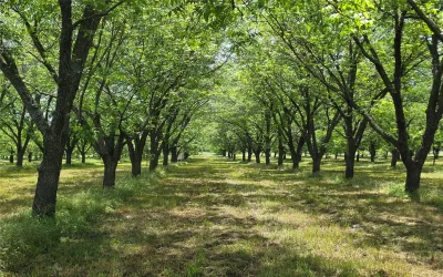 Ranch For Sale in Comanche County , TBD Cr 446, De Leon, Texas 76444, 0, 0, Garage spaces, 0 Sqft, built in 0, Price $273,857, mls#21260405, Real Estate Agent in De Leon, Homes For Sale in Comanche county, Homes For Sale in De Leon, Realtor in De Leon Texas, Real Estate Brokerage Independent Realty Texas, Luminita Cordes Realtor