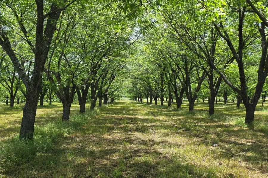 Ranch For Sale in Comanche County , TBD Cr 446, De Leon, Texas 76444, 0, 0, Garage spaces, 0 Sqft, built in 0, Price $273,857, mls#21260405, Real Estate Agent in De Leon, Homes For Sale in Comanche county, Homes For Sale in De Leon, Realtor in De Leon Texas, Real Estate Brokerage Independent Realty Texas, Luminita Cordes Realtor