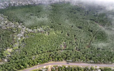 Unimproved Land For Sale in Houston County , 15 CR 2140, Latexo, Texas 75835, 0, 0, Garage spaces, 0 Sqft, built in 0, Price $266,400, mls#20619013, Real Estate Agent in Latexo, Homes For Sale in Houston county, Homes For Sale in Latexo, Realtor in Latexo Texas, Real Estate Brokerage Independent Realty Texas, Luminita Cordes Realtor