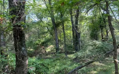 Unimproved Land For Sale in Henderson County , TR 3-A CR 41514, Athens, Texas 75751, 0, 0, Garage spaces, 0 Sqft, built in 0, Price $155,300, mls#21186574, Real Estate Agent in Athens, Homes For Sale in Henderson county, Homes For Sale in Athens, Realtor in Athens Texas, Real Estate Brokerage Independent Realty Texas, Luminita Cordes Realtor