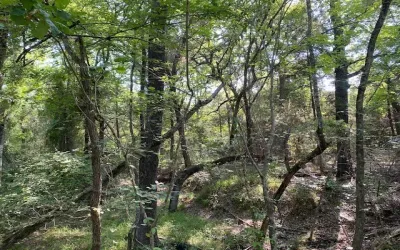Unimproved Land For Sale in Henderson County , TR 3-B CR 41514, Athens, Texas 75751, 0, 0, Garage spaces, 0 Sqft, built in 0, Price $155,300, mls#21186581, Real Estate Agent in Athens, Homes For Sale in Henderson county, Homes For Sale in Athens, Realtor in Athens Texas, Real Estate Brokerage Independent Realty Texas, Luminita Cordes Realtor