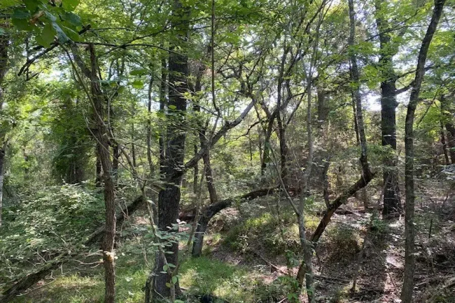 Unimproved Land For Sale in Henderson County , TR 3-B CR 41514, Athens, Texas 75751, 0, 0, Garage spaces, 0 Sqft, built in 0, Price $155,300, mls#21186581, Real Estate Agent in Athens, Homes For Sale in Henderson county, Homes For Sale in Athens, Realtor in Athens Texas, Real Estate Brokerage Independent Realty Texas, Luminita Cordes Realtor