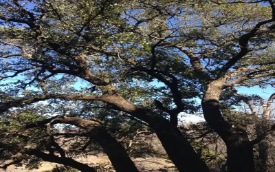 Unimproved Land For Sale in Palo Pinto County , Lot 694 Balcones Lane, Possum Kingdom Lake, Texas 76449, 0, 0, Garage spaces, 0 Sqft, built in 0, Price $78,500, mls#21252828, Real Estate Agent in Possum Kingdom Lake, Homes For Sale in Palo Pinto county, Homes For Sale in Possum Kingdom Lake, Realtor in Possum Kingdom Lake Texas, Real Estate Brokerage Independent Realty Texas, Luminita Cordes Realtor