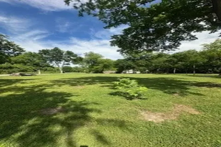 Expansive grassy landscape featuring mature trees and partial distant structures under a clear sky