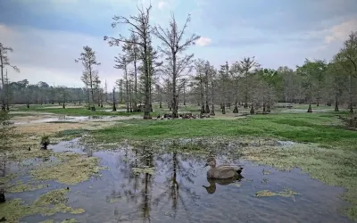 Ranch For Sale in Panola County , TBD County Rd 401, Carthage, Texas 75633, 0, 0, Garage spaces, 0 Sqft, built in 0, Price $1,950,000, mls#21264692, Real Estate Agent in Carthage, Homes For Sale in Panola county, Homes For Sale in Carthage, Realtor in Carthage Texas, Real Estate Brokerage Independent Realty Texas, Luminita Cordes Realtor