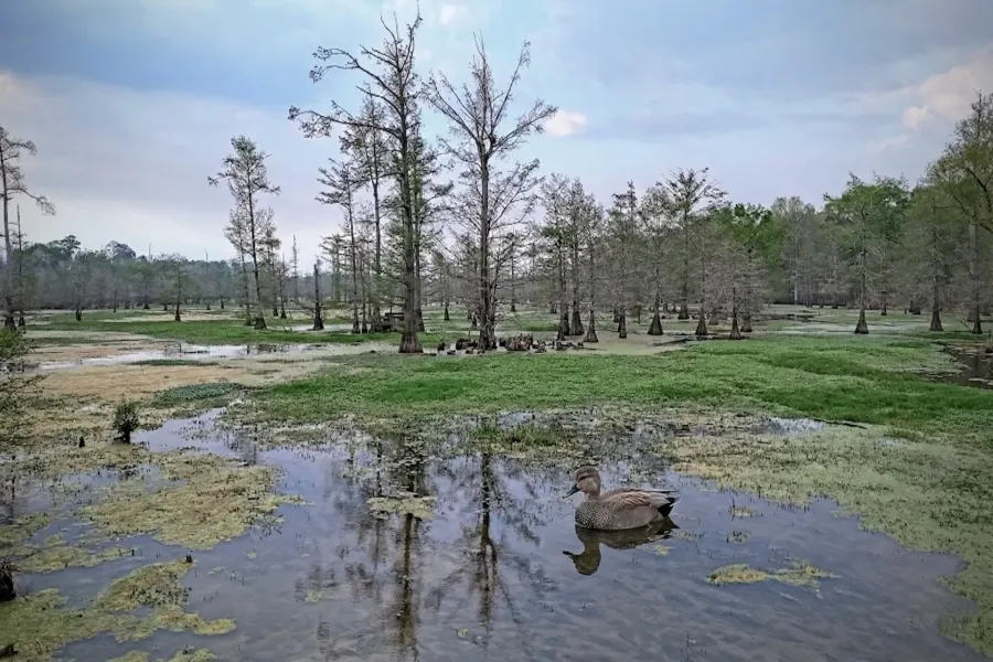Ranch For Sale in Panola County , TBD County Rd 401, Carthage, Texas 75633, 0, 0, Garage spaces, 0 Sqft, built in 0, Price $1,950,000, mls#21264692, Real Estate Agent in Carthage, Homes For Sale in Panola county, Homes For Sale in Carthage, Realtor in Carthage Texas, Real Estate Brokerage Independent Realty Texas, Luminita Cordes Realtor