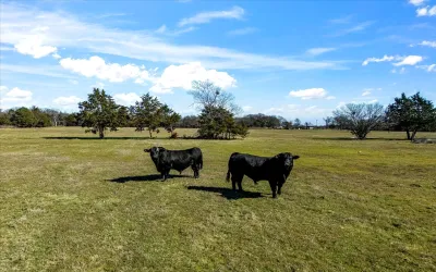 Farm For Sale in Navarro County , 11095 E State Highway 31, Kerens, Texas 75144, 1 Bedroom, 1 Bathroom, Garage spaces, 384 Sqft, built in 2013, Price $655,000, mls#21265819, Real Estate Agent in Kerens, Homes For Sale in Navarro county, Homes For Sale in Kerens, Realtor in Kerens Texas, Real Estate Brokerage Independent Realty Texas, Luminita Cordes Realtor