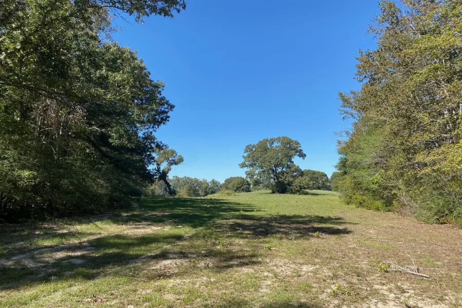 Ranch For Sale in Leon County , TBD 006 County Road 242, Oakwood, Texas 75855, 0, 0, Garage spaces, 0 Sqft, built in 0, Price $139,999, mls#21269455, Real Estate Agent in Oakwood, Homes For Sale in Leon county, Homes For Sale in Oakwood, Realtor in Oakwood Texas, Real Estate Brokerage Independent Realty Texas, Luminita Cordes Realtor