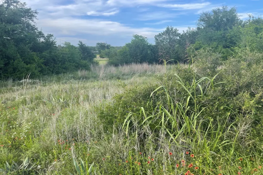 Expansive natural landscape featuring varied foliage