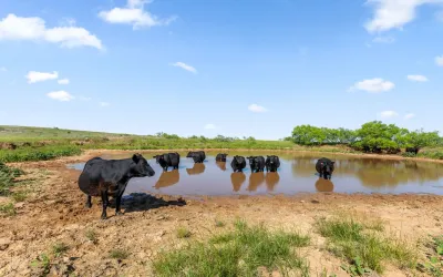 Ranch For Sale in Montague County , TBD Dutton, Ringgold, Texas 76261, 0, 0, Garage spaces, 0 Sqft, built in 0, Price $1,370,000, mls#21272662, Real Estate Agent in Ringgold, Homes For Sale in Montague county, Homes For Sale in Ringgold, Realtor in Ringgold Texas, Real Estate Brokerage Independent Realty Texas, Luminita Cordes Realtor
