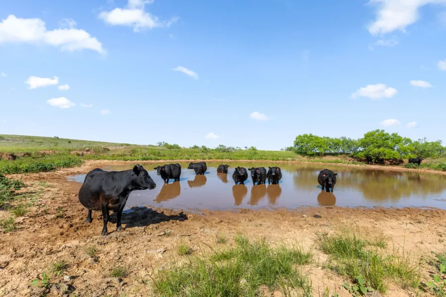 Ranch For Sale in Montague County , TBD Dutton, Ringgold, Texas 76261, 0, 0, Garage spaces, 0 Sqft, built in 0, Price $1,370,000, mls#21272662, Real Estate Agent in Ringgold, Homes For Sale in Montague county, Homes For Sale in Ringgold, Realtor in Ringgold Texas, Real Estate Brokerage Independent Realty Texas, Luminita Cordes Realtor