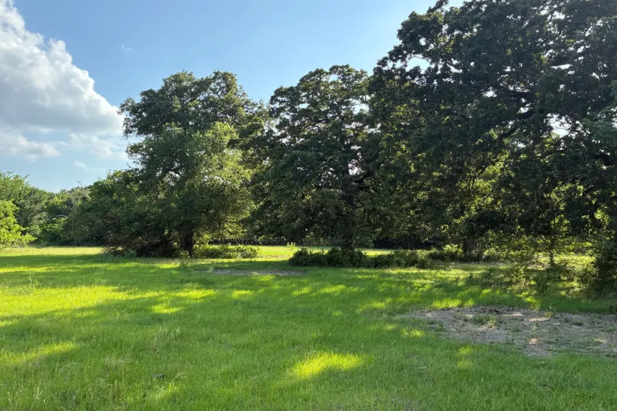 Large Mature Post Oak Trees