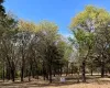 Nativve Trees