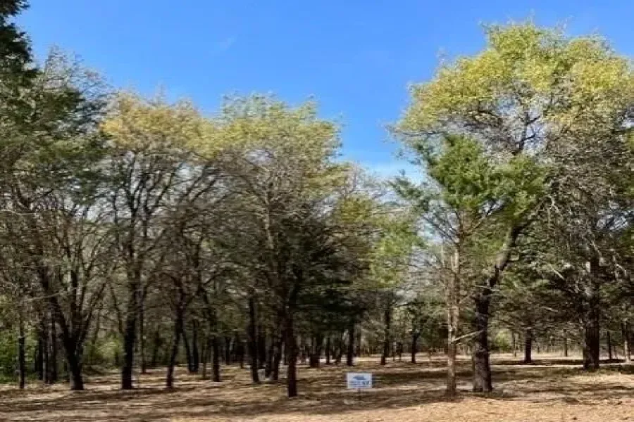 Nativve Trees