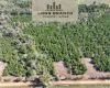 Drone / aerial view of a forest