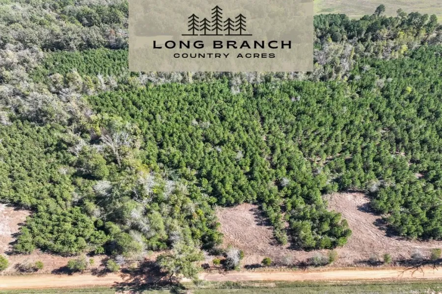 Drone / aerial view of a forest